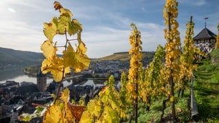 Der Herbst hält in RLP Einzug. Die Sonne scheint auf Reben in einem Weinberg in der Lage «Bernkasteler Doctor»,