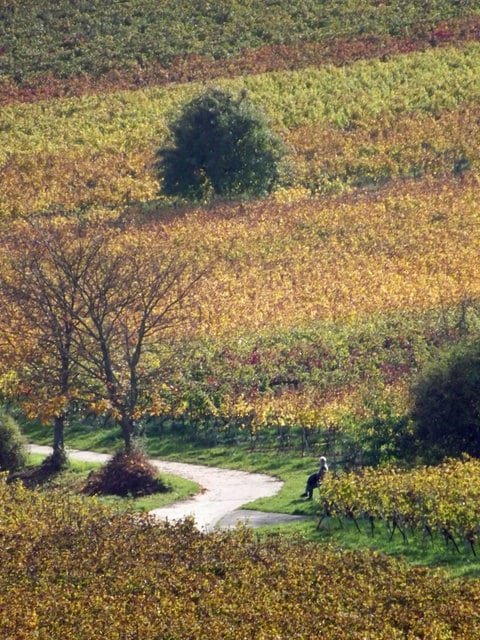 Ein Leserfoto der herbstlichen Farbenpracht in den Weinbergen bei Kallstadt.