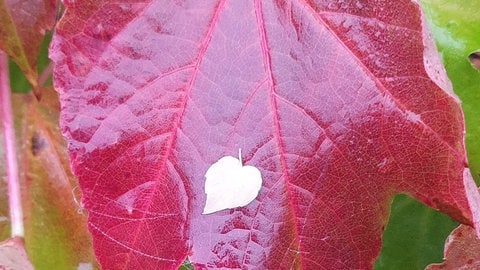 Ein kleines Herbst-Herz im Garten von Sonja Tijman aus Landstuhl ♥️