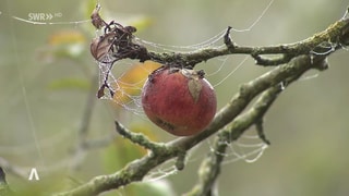 Apfel umwoben von Spinnenweben