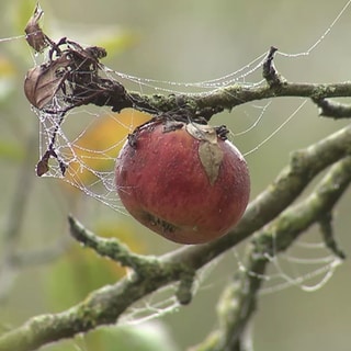 Apfel umwoben von Spinnenweben