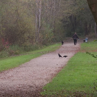 Spaziergängerin im Park