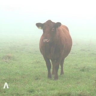 Braune Kuh auf Weide im Nebel