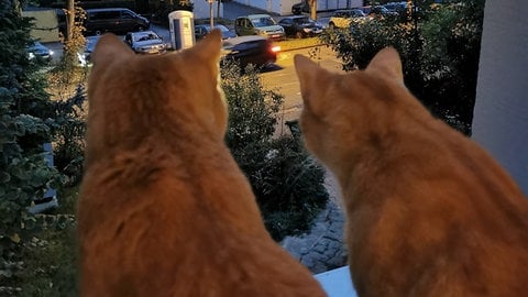 Kater gucken aus dem Fenster