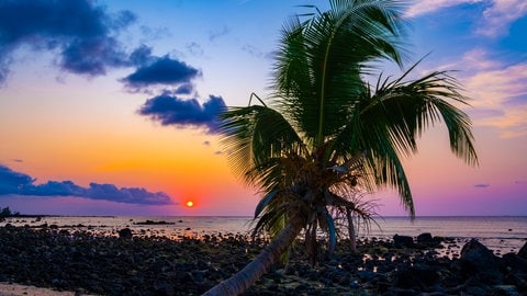 Palme bei Sonnenuntergang