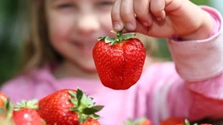 Die sechsjährige Jule posiert am 27.05.2013 auf dem Hof Westhues in Rheda-Wiedenbrück (Nordrhein-Westfalen) mit leckeren frisch geernteten Erdbeeren. 