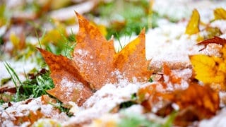 Schnee liegt auf herbstlich gefärbten Laub. Sturmböen und Schnee erwartet der Deutsche Wetterdienst (DWD) für diese Woche. 