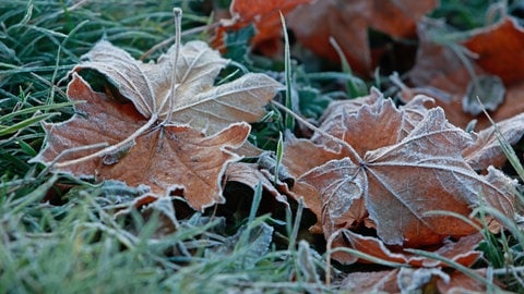 Leichter Raureif bedeckt am Morgen Laub auf einer Wiese (Symbolbild).