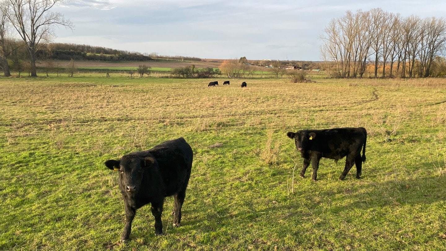 Schwarze Karpaten-Wasserbüffel stehen auf einer Wiese im Selztal in Rheinhessen bei frühlingshaften Temperaturen.