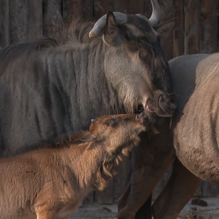 Gnudolph mit Mama