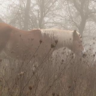 Pferd im Nebel