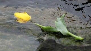 Eine Tulpe schwimmt auf dem Wasser. Künftig dürfen Angehörige in Rheinland-Pfalz ihre Toten auch auf Flüssen bestatten.