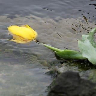 Eine Tulpe schwimmt auf dem Wasser. Künftig dürfen Angehörige in Rheinland-Pfalz ihre Toten auch auf Flüssen bestatten.