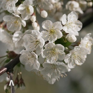 Blüten die aus Kirschzweigen wachsen