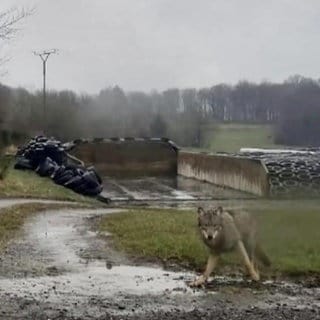 Foto eines Wolfes auf einem Bauernhof