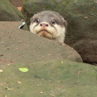 Ein Otter im Park