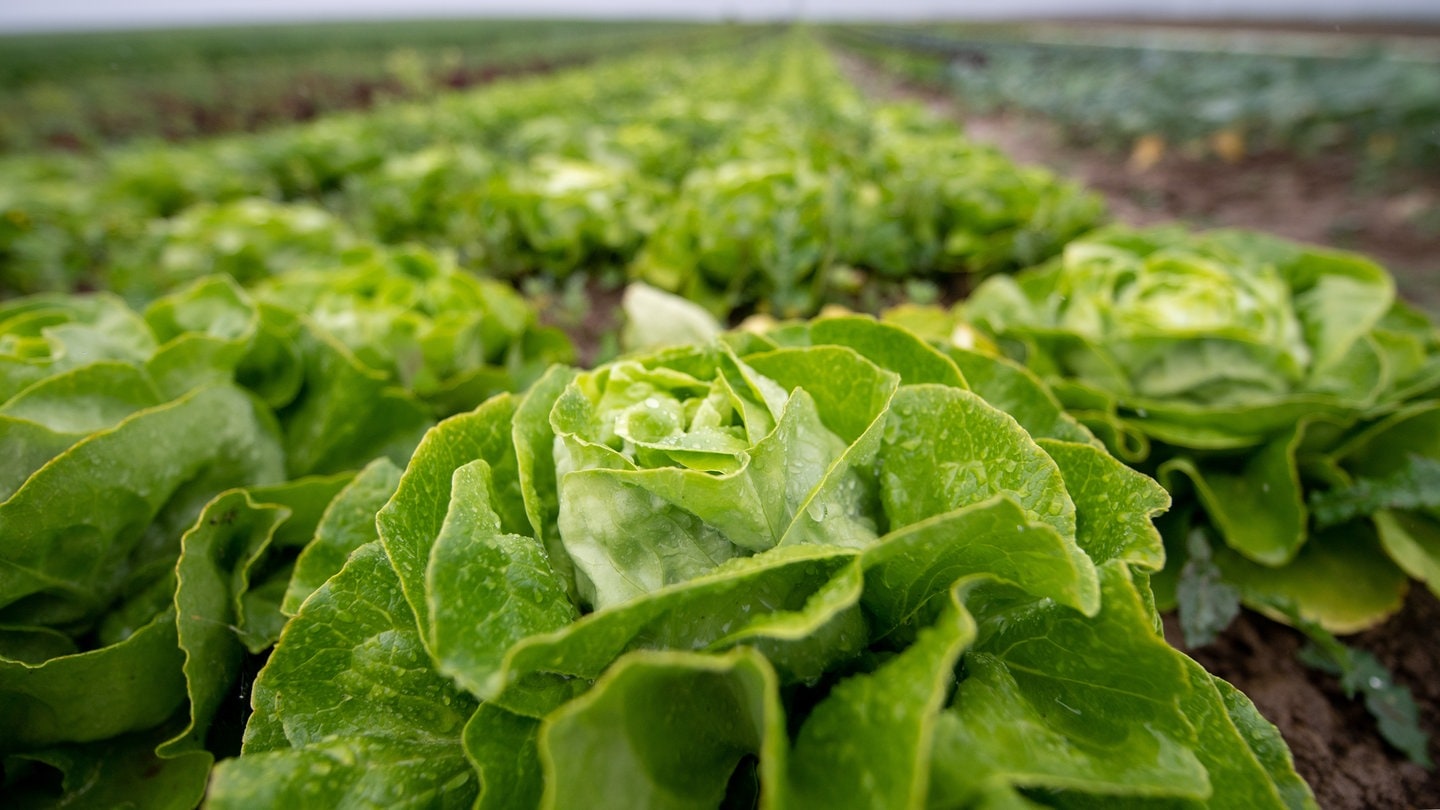 Eine Landwirtin aus Weingarten verschenkt Kopfsalate