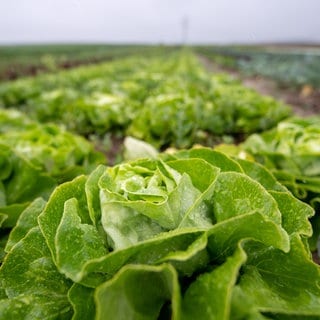 Eine Landwirtin aus Weingarten verschenkt Kopfsalate