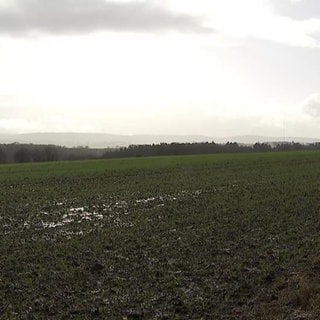 Nasses Feld in Kaiserslautern