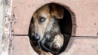 Symbolbild: Während viele Menschen an Silvestester feiern, kann die Nacht für Tiere in Rheinland-Pfalz zum Albtraum werden, wenn die Knallerei losgeht.