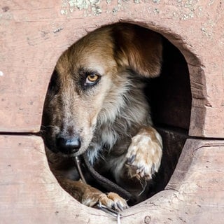 Symbolbild: Während viele Menschen an Silvestester feiern, kann die Nacht für Tiere in Rheinland-Pfalz zum Albtraum werden, wenn die Knallerei losgeht.