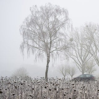 Autos fahren am Sonntag auf der Landesstraße L46 bei Spangdahlem durch die neblige und frostige Landschaft.