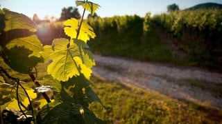 Insgesamt war das Jahr 2024 auch in Rheinland-Pfalz zu warm (Symbolbild).