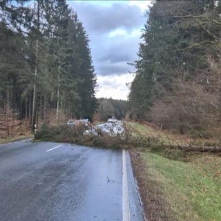 Ein umgestürzter Baum auf einer Straße durch einen Wald