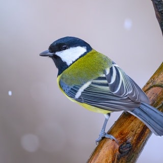 Eine Kohlmeise sitzt auf einem Ast in einem Garten. Die Nabu-Aktion "Stunde der Wintervögel" findet vom 10. bis 12. Januar 2025 statt.