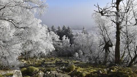 Das regenreiche Jahr 2024 hat den Bäumen in den Wäldern von Rheinland-Pfalz nur wenig geholfen.