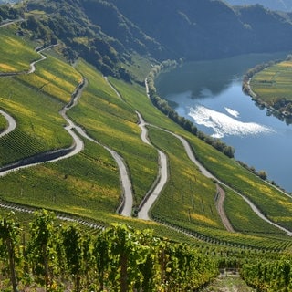 Krise in den Steillagen: Der Kampf um den Weinbau an der Mosel