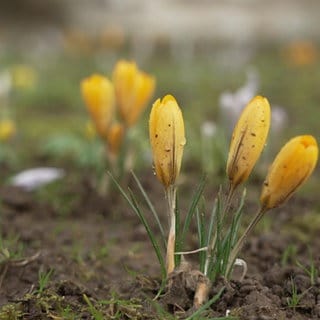 Gelbe Frühlingskrokusse