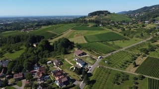 Auch im Schwarzwald wurden Pestizide gefunden