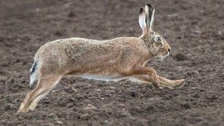 Eine Hase springt über ein Feld