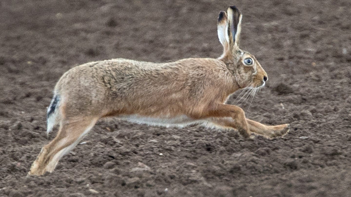 Hasenpest Im Landkreis Breisgau-Hochschwarzwald Nachgewiesen - SWR Aktuell