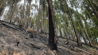 Verbrannte Erde und Bäume nach einem Waldbrand bei Schönau in der Südwestpfalz
