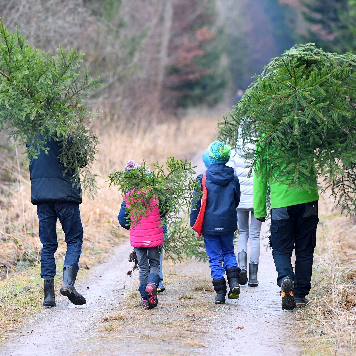 Alter Dichter Ansteckend christbaum selber schlagen Boden Inflation