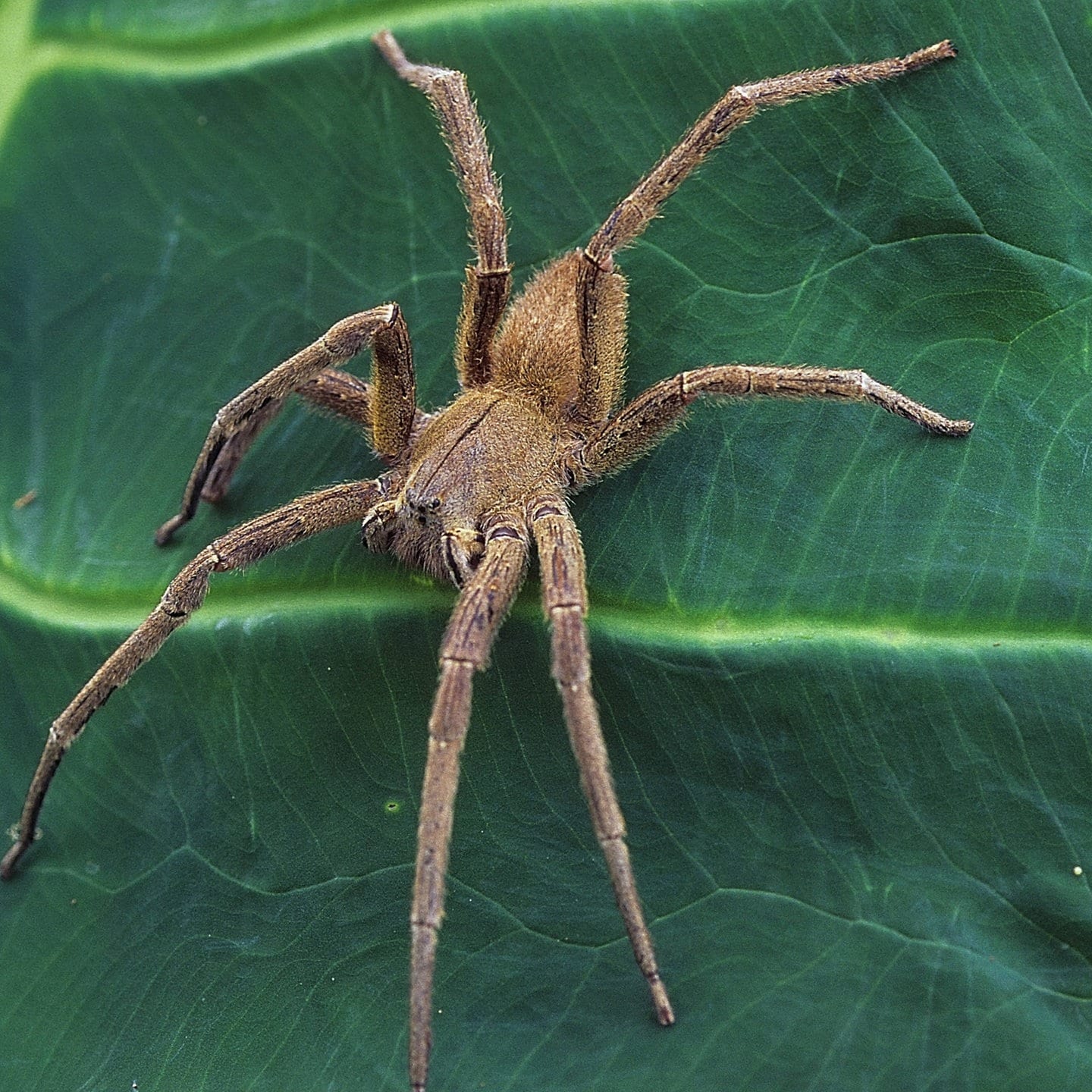 Nosferatu-Spinne Breitet Sich Weiter In Der Pfalz Aus - SWR Aktuell