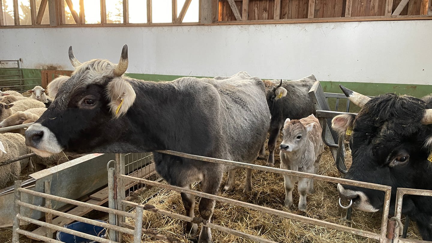 Zu Besuch im Arche Hof in Dielkirchen im Donnersbergkreis SWR