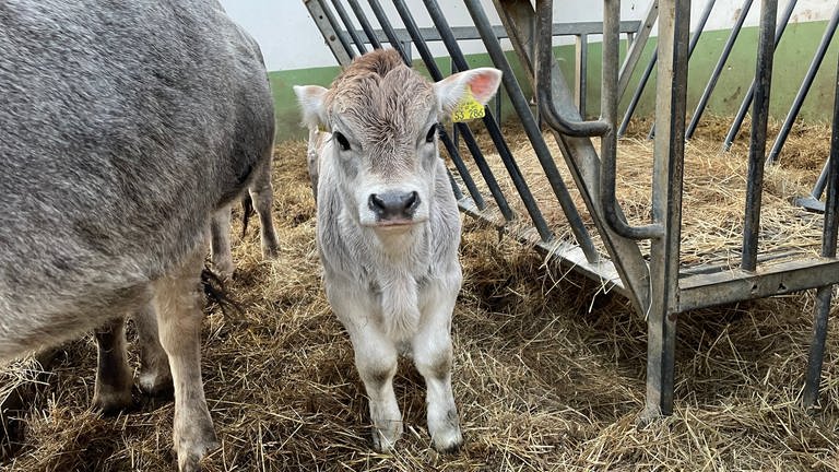 Zu Besuch im Arche Hof in Dielkirchen im Donnersbergkreis SWR