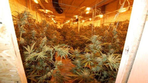 Polizei Pirmasens Hebt In Schindhard Riesige Hanf-Plantage Aus - SWR ...