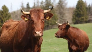 Zwei Kühe sind nahe einem Waldgebiet in der Pfalz ausgebüxt