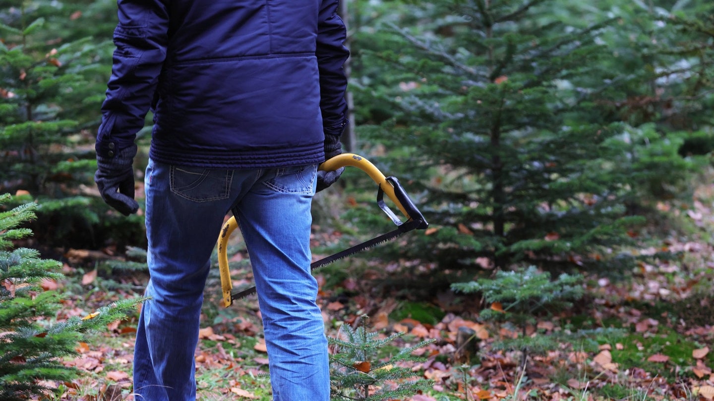 Hier kann man den Weihnachtsbaum in der Pfalz selbst schlagen SWR Aktuell