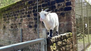 Der Zoo Kaiserslautern in Siegelbach freut sich auf die neue Saison