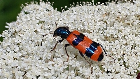 Bienenwolf in einem Garten in Mölschbach