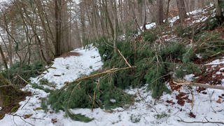 Ein Baum blockiert einen Waldweg in Hohenecken. Der Baum ist unter der großen Schneelast zusammengebrochen.