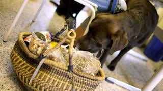 Ein Labrador schnüffelt bei der Tiertafel an einem Korb voller Hundefutter