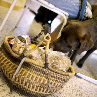 Ein Labrador schnüffelt bei der Tiertafel an einem Korb voller Hundefutter