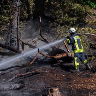 Die Feuerwehr bekämpft einen Waldbrand in Rheinland-Pfalz. Derzeit gilt im Pfälzerwald die höchste Waldbrandgefahrenstufe. 
