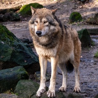 Eine DNA-Analyse hat nach Angaben der Forscher ergeben, dass die vier Schafe und Ziegen bei Fischbach bei Dahn von einem Wolf angegriffen wurden. Das Tier ist vermutlich auf der Suche nach einem neuen Revier.